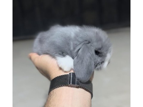 Hollanda tedy blue lop tavşan yavruları