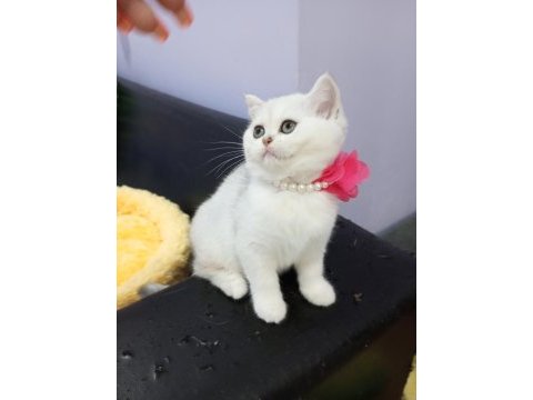 Safkan scottish fold ve straight yavrular catteryden