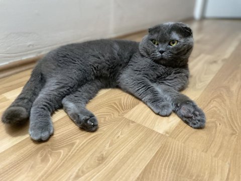 Scottish fold