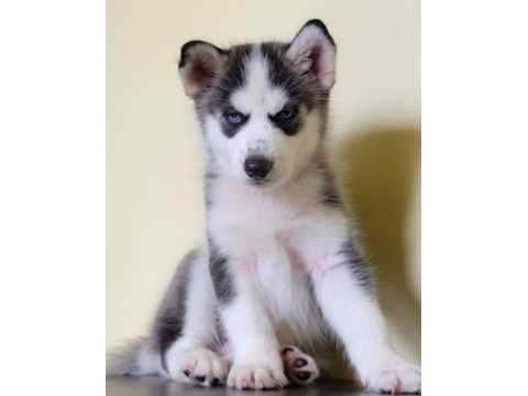 Husky sibirya yavruları