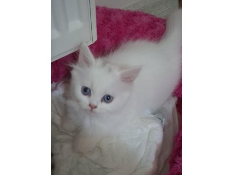 Akide şekerim kedim