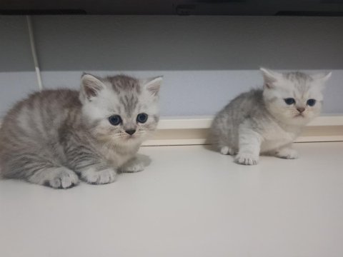 Silver tabby erkek yavrular british shorthair