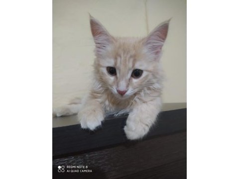 Çok güzel bir kedi cana yakın ve sevimli