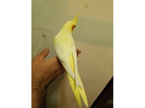 45 50 günlük ele alışkın full evcil lutino sultan bebekler