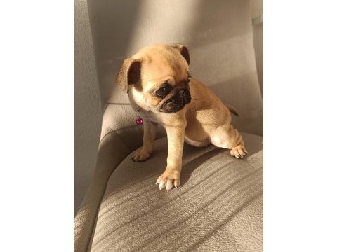 Yavru pug köpeği dişi 2 aylık