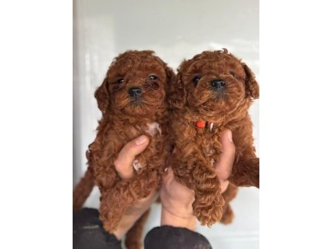 Ufacık toy poodle yavrularım