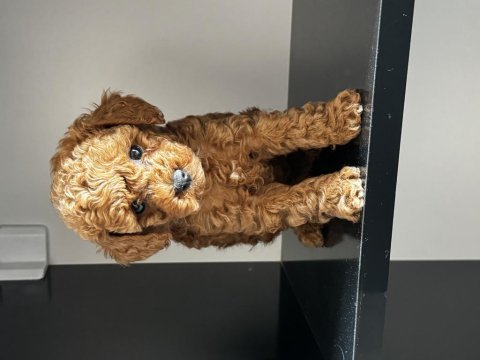 En uygun toy poodle 55 günlük