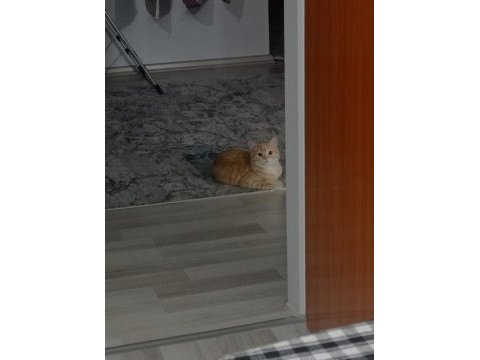 Anne british shorthair 8 aylık erkek full eğitimli