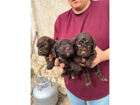Sevgi dolu maltipoo yavrular yeni ailesini arıyor