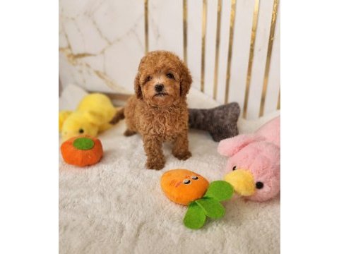 Maltipoo  yavrularımız 