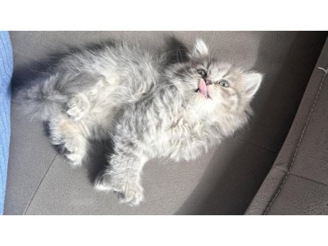 British longhair kedisi