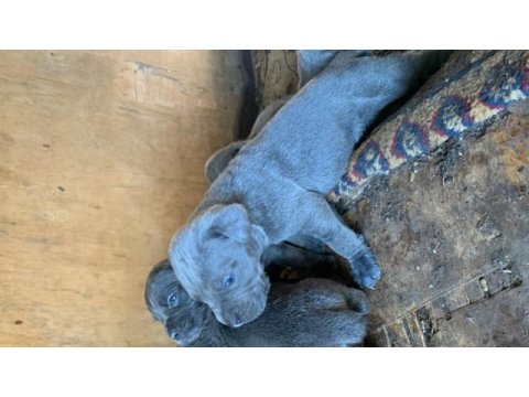 A kalite safkan italiano blue cane corso