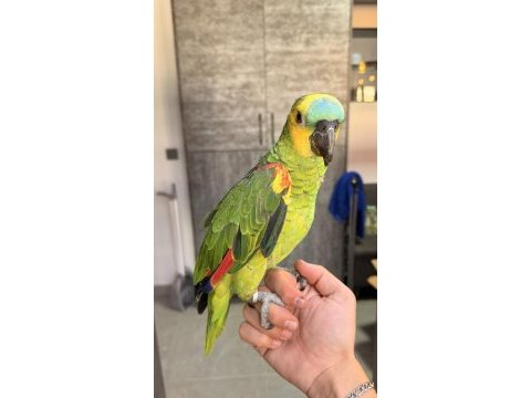Ele alışkın uysal amazon papağanı rio