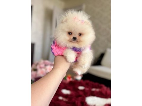 Mini boy pomeranian küçük prenses