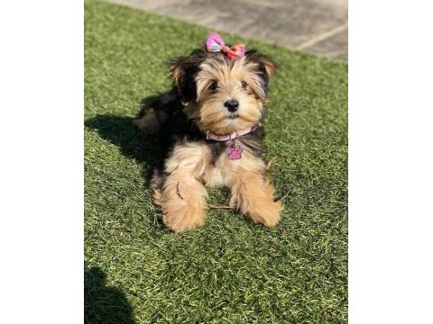 En küçük boy morkie yavrularımız