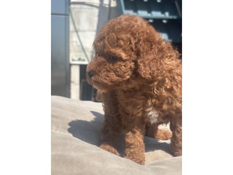 Red brown toy boy poodle kızımız