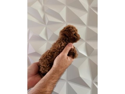 Toy poodle minik sekerler