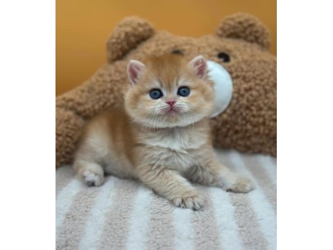 Altın parıltısı golden british shorthair