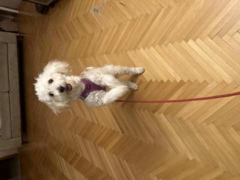 Toy poodle dişi yavru