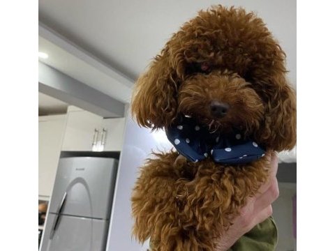 Korea kan erkek red brown şecereli poodle yetişkin erkek