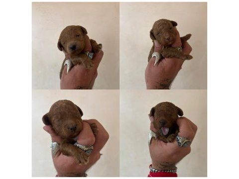 En en küçük boylarda toy poodle bebekler