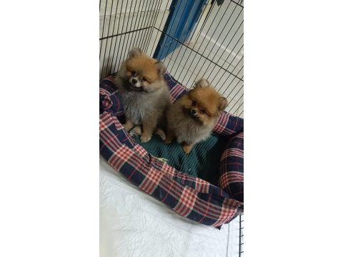 Pomeranian yavrular için ulaşabilirsiniz