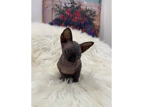 Özenle yetiştirilen sphynx yavrular