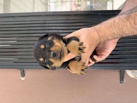 Rottweiler ırk ve sağlık garantisini belgeli veriyorum