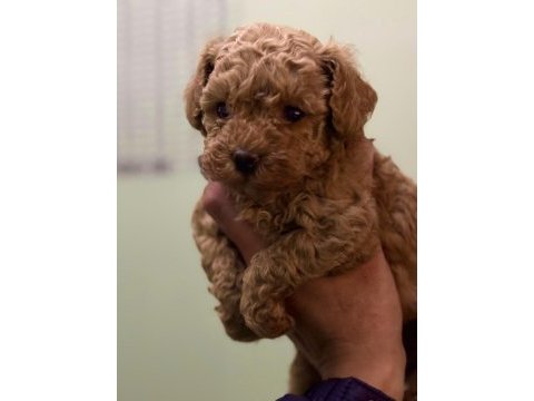 Kore kan poodle teacup