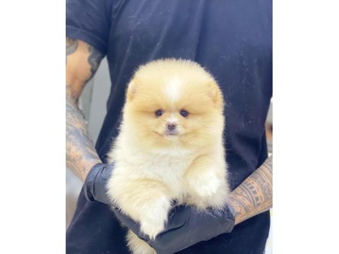 Yeni evlerine gitmeye hazır pomeranian yavruları