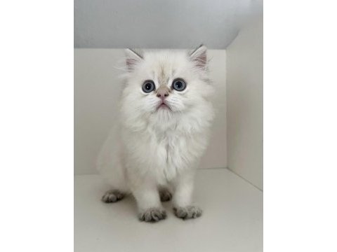 Safkan british longhair golden point erkek