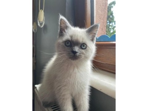 Son kalan erkek yavru british shorthair