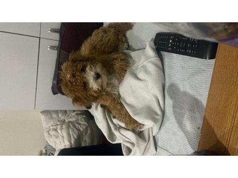 4 aylık yavru toy poodle