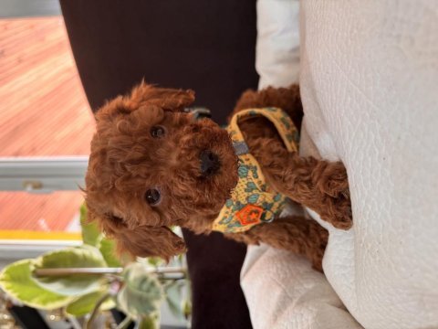 Maşallah demeden geçmeyin poodle