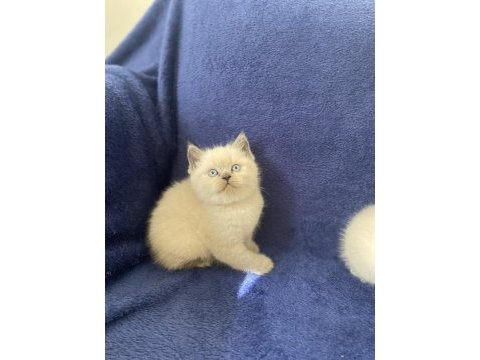 Safkan çok sağlıklı aile ortamından yavru kediler