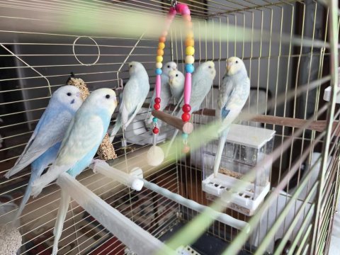 Pastel renk muhabbet kuşu yavrular