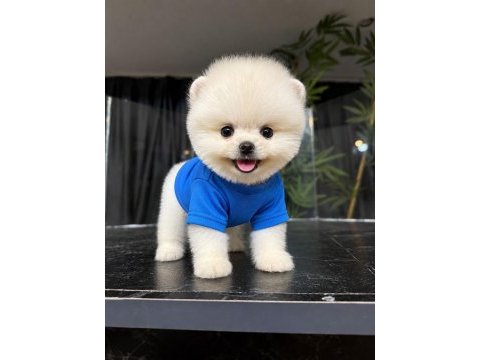 Show kalite pomeranian boo yavrular