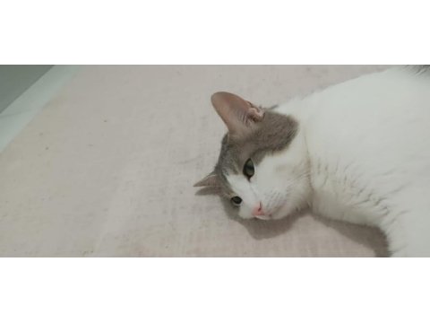 Ücretsiz kedi sahiplendirme