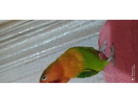 6 aylık sağlıklı cennet papağanı