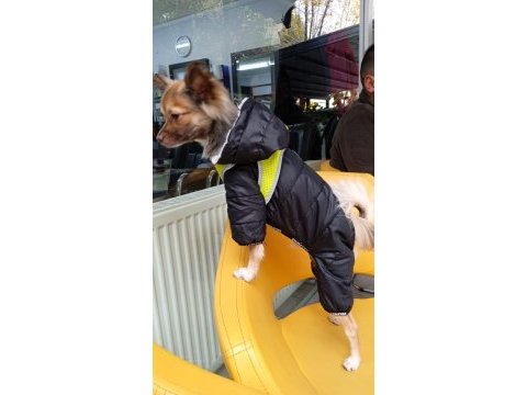 Şivava köpeğimizi çiftleştirmek