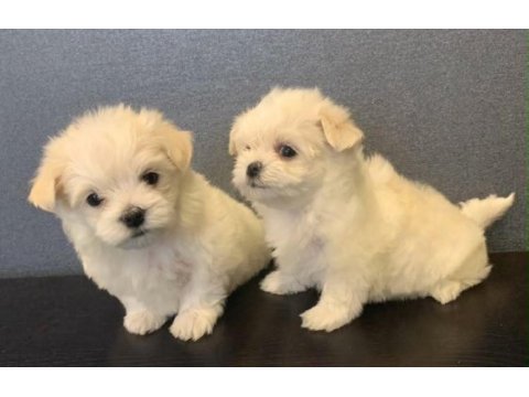 Kore maltese 1 dişi ve 5 erkek