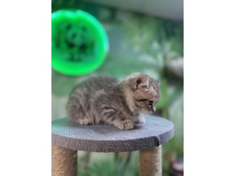 British shorthair silver tabby