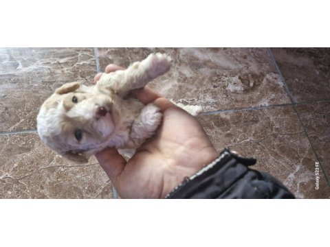 Toy poodle 2 aylık