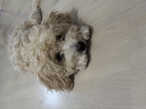 Dişi maltipoo çipli aşılı