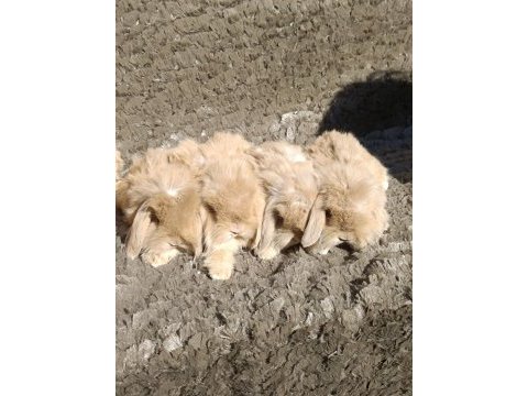 Hollanda teddy lop tavşanı