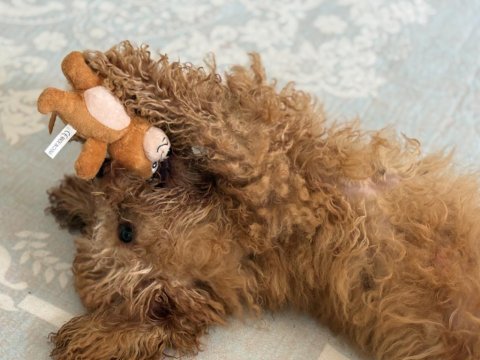 Sevimli dişi toy poodle