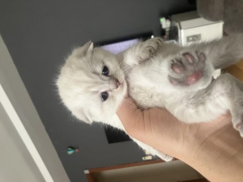 35 günlük kar beyazı scottish fold yavrularımız
