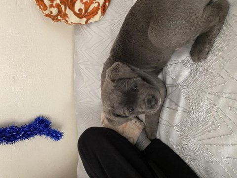 2 aylık cane corso