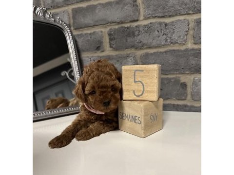 Anatomi harikasi poodle bebekler