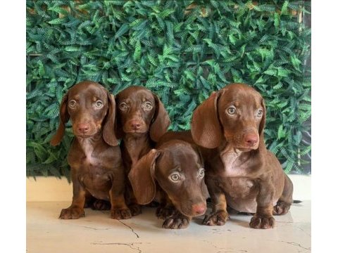 Dachshund mikro sosis yavrular özel renkler